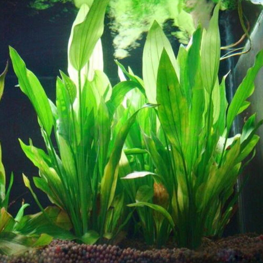 Aquarium Plants Live - Plantes artificielles décoratives pour aquarium, ornement