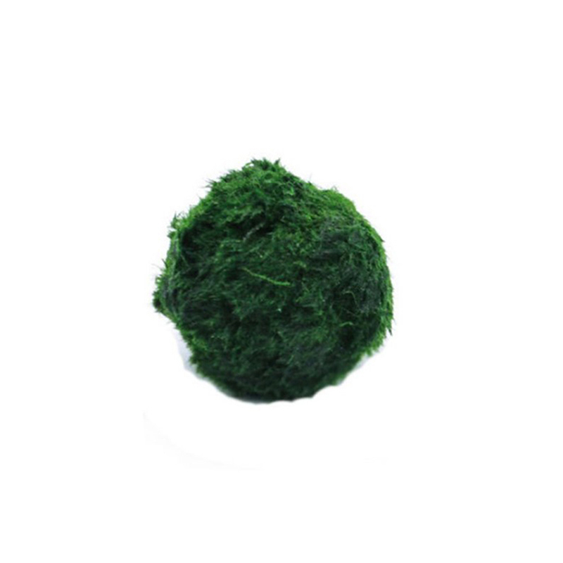 Aquarium Plants Live - Boules de mousse Marimo, plante d'aquarium
