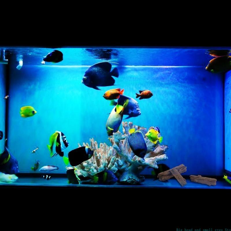 Décoration d'aquarium, tronçon - Aquarium Plant Substrate avis et prix