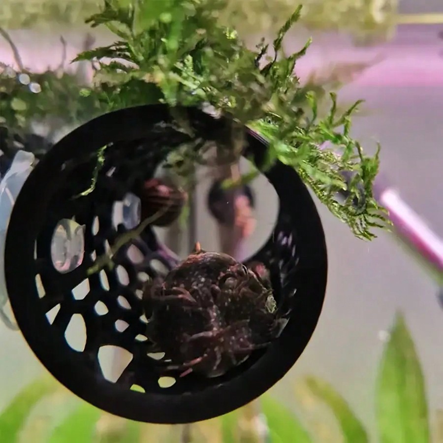 Cachette pour poissons d'aquar - Aquarium Plants Live avis et prix