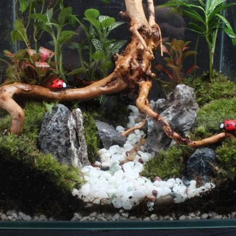 Tronc d'Arbre Naturel en Bois  - Aquarium Driftwood avis et prix