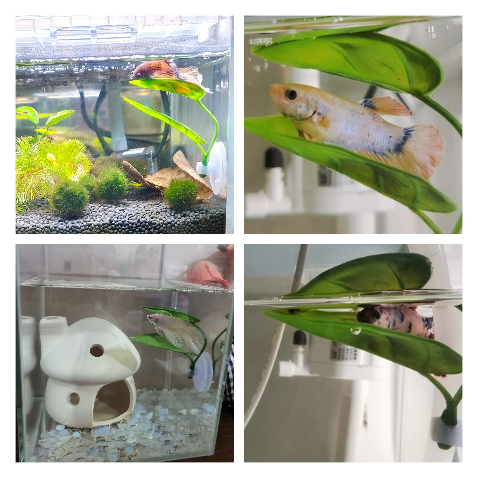 Décor d'aquarium pour animaux  - Aquarium Plants Live avis et prix