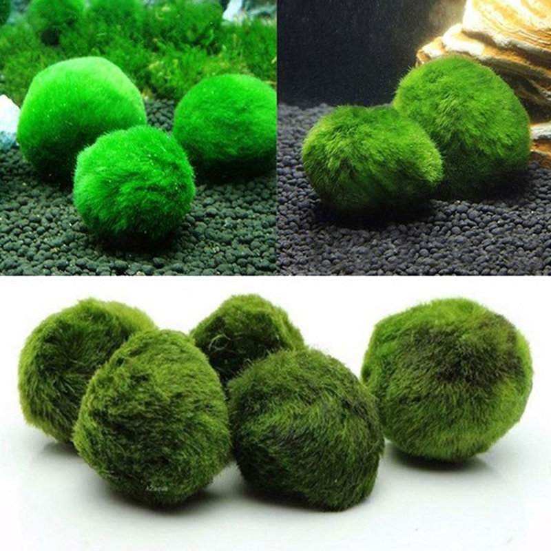 Boules de mousse Marimo, plant - Aquarium Plants Live avis et prix