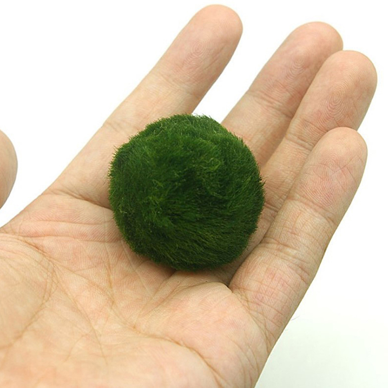 Boules de mousse Marimo, plant - Aquarium Plants Live avis et prix