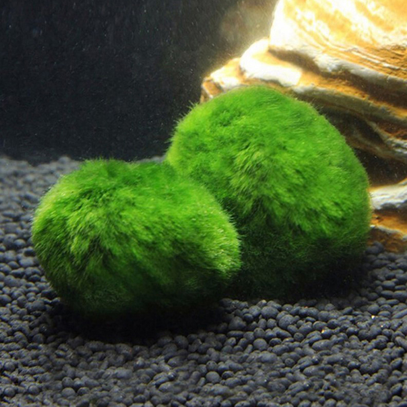 Boules de mousse Marimo, plant - Aquarium Plants Live avis et prix