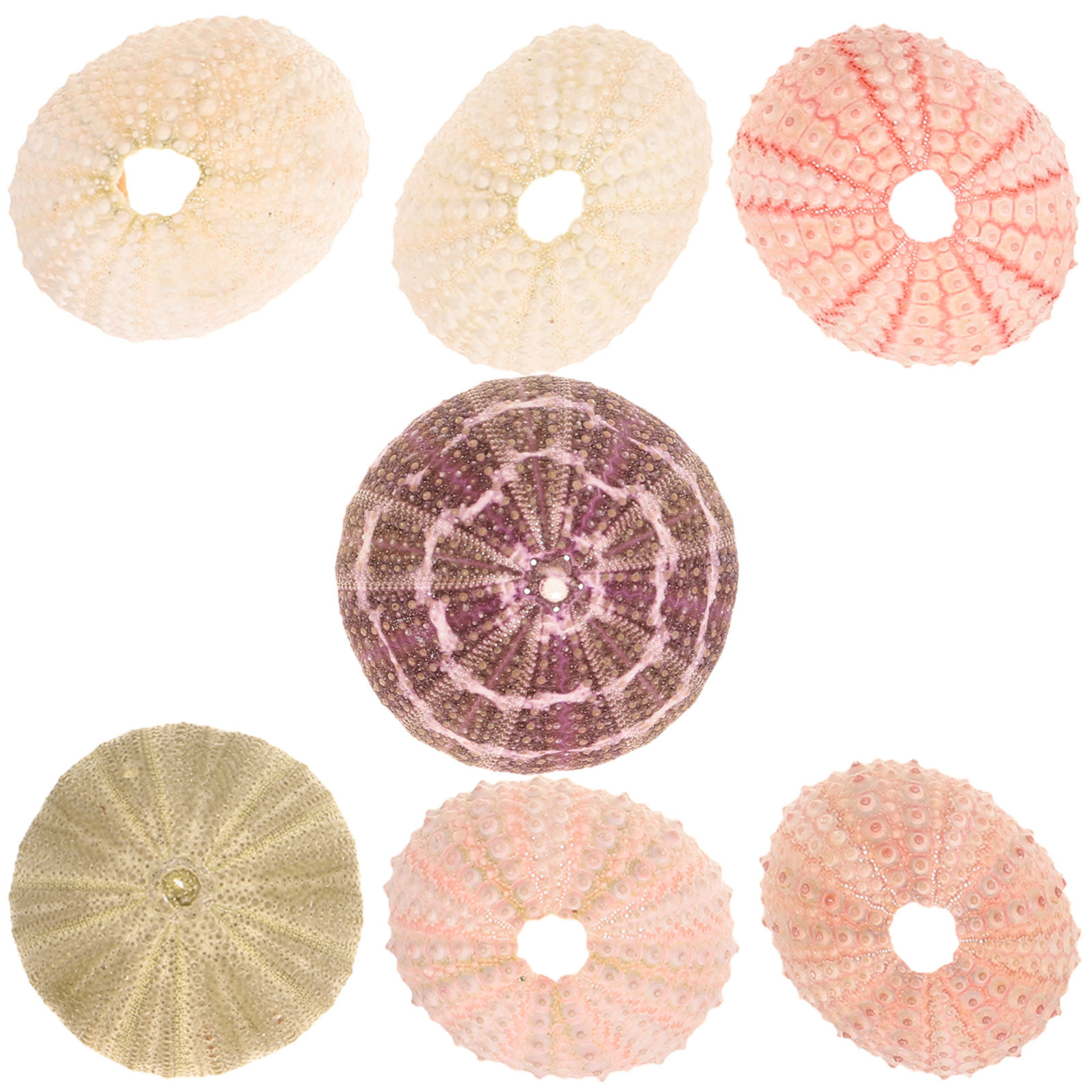 7 pièces, coquillages et oursi - Aquarium Plant Holder avis et prix