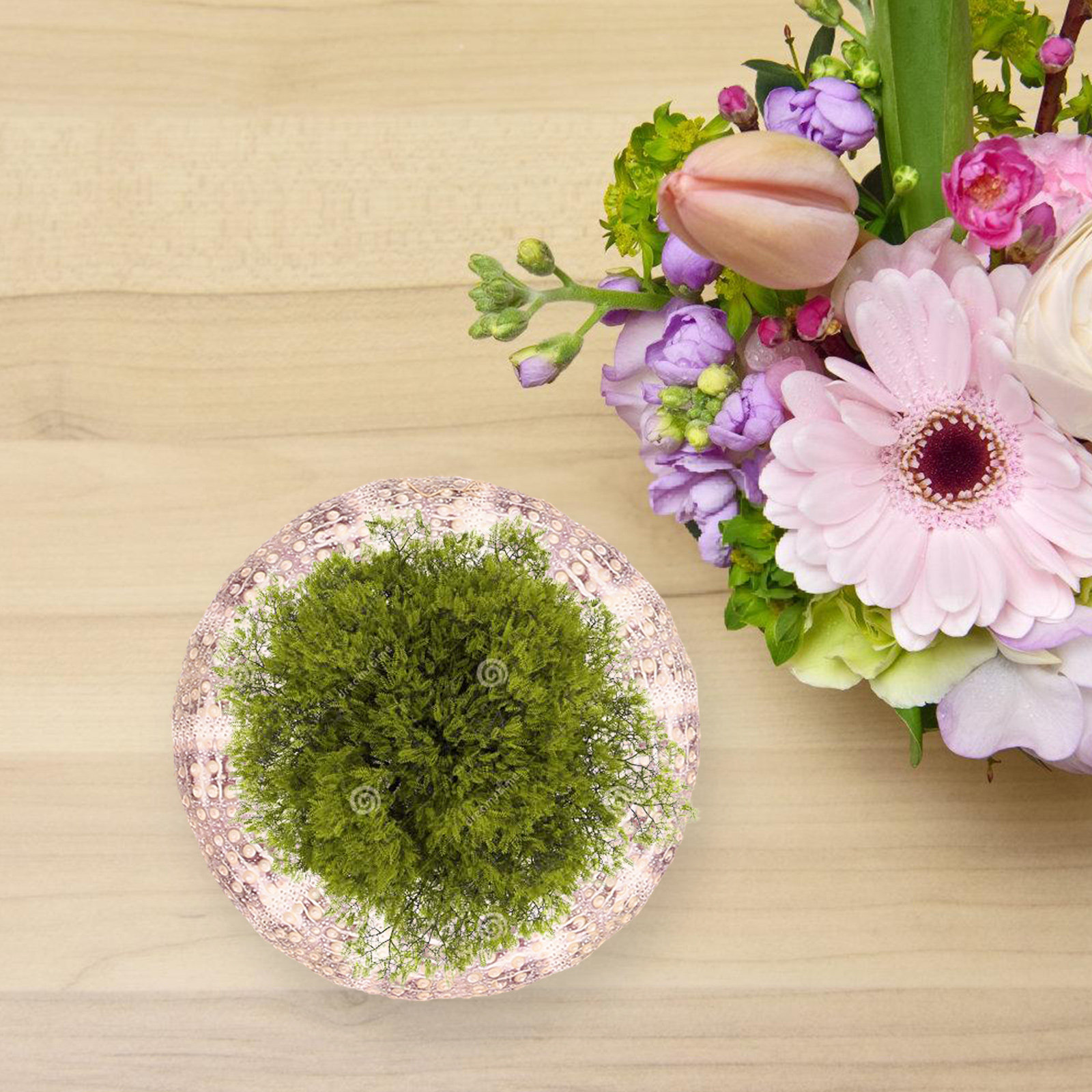 7 pièces, coquillages et oursi - Aquarium Plant Holder avis et prix