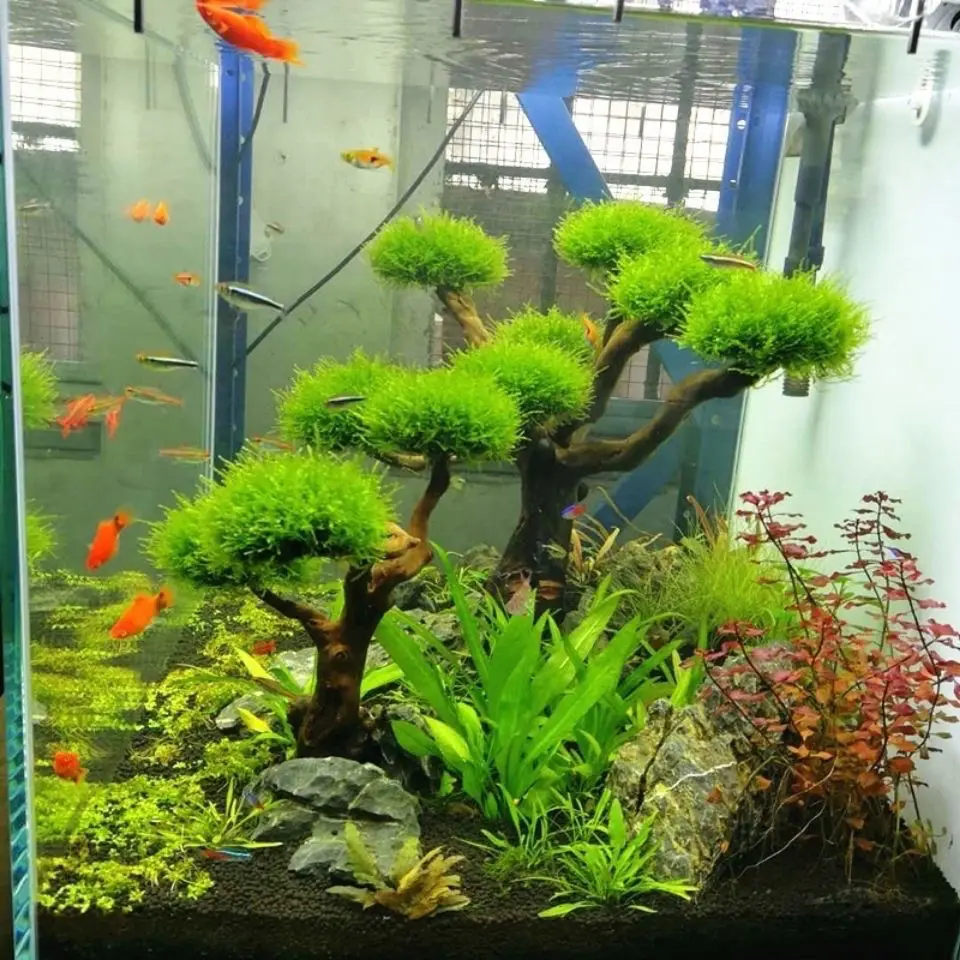 Décoration en bois flotté pour - Aquarium Plant Substrate avis et prix