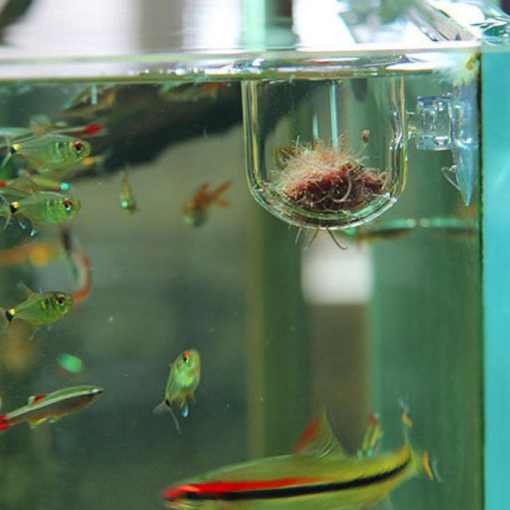 Panier d'alimentation pour poi - Plant Aquarium Pot avis et prix